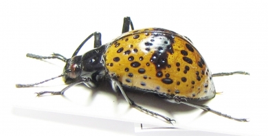 Tenebrionidae sp.  Peru - INSECTS-STORE.RU