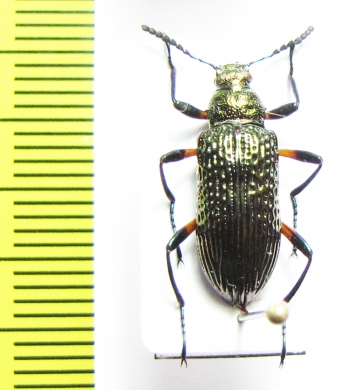 Tenebrionidae sp.  Peru - INSECTS-STORE.RU