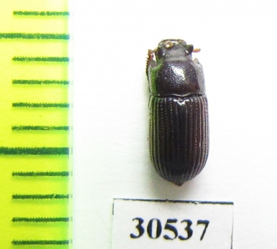 Tenebrionidae sp.  Peru - INSECTS-STORE.RU