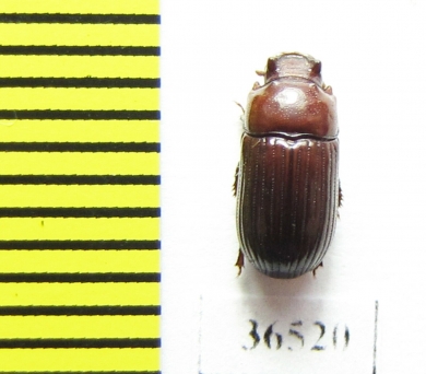 Tenebrionidae sp.  Peru - INSECTS-STORE.RU