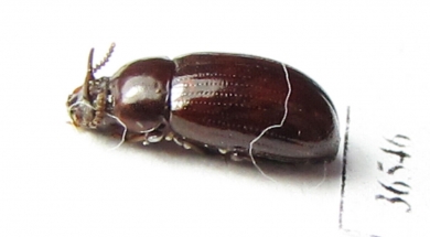 Tenebrionidae sp.  Peru - INSECTS-STORE.RU