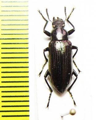 Tenebrionidae sp.  Peru - INSECTS-STORE.RU