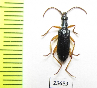 Tenebrionidae sp.  Peru - INSECTS-STORE.RU