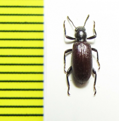 Tenebrionidae sp.  Peru - INSECTS-STORE.RU