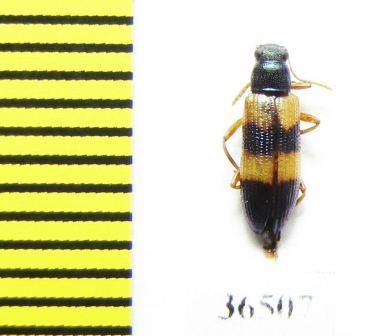 Tenebrionidae sp.  Peru - INSECTS-STORE.RU