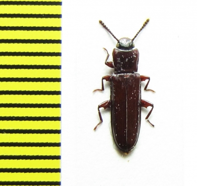 Tenebrionidae sp.  Peru - INSECTS-STORE.RU