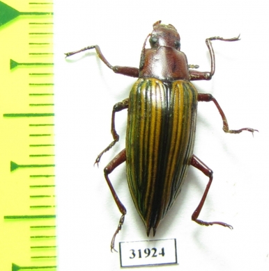 Tenebrionidae sp.  Peru - INSECTS-STORE.RU