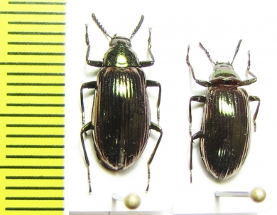 Tenebrionidae sp.  Peru - INSECTS-STORE.RU