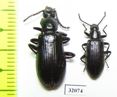 Tenebrionidae sp.  Peru - INSECTS-STORE.RU