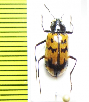 Tenebrionidae sp.  Peru - INSECTS-STORE.RU