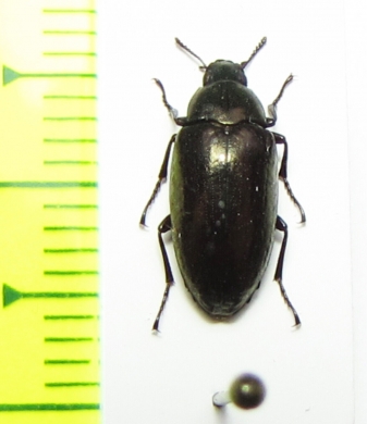 Tenebrionidae sp.  Peru - INSECTS-STORE.RU