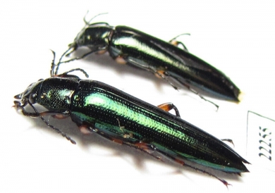 Tenebrionidae sp.  Peru - INSECTS-STORE.RU