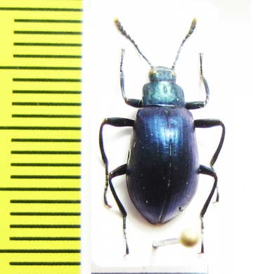 Tenebrionidae sp.  Peru - INSECTS-STORE.RU