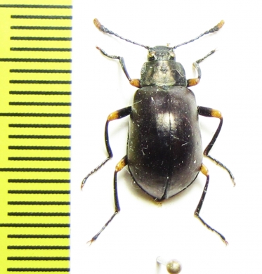 Tenebrionidae sp.  Peru - INSECTS-STORE.RU