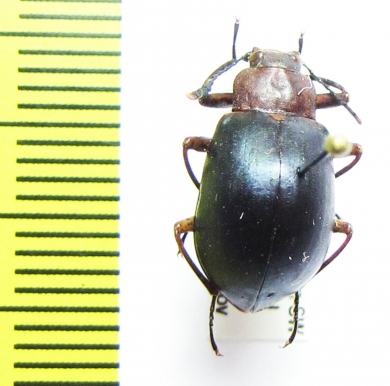 Tenebrionidae sp.  Peru - INSECTS-STORE.RU