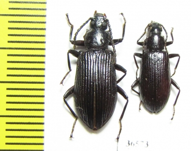 Tenebrionidae sp.  Peru - INSECTS-STORE.RU