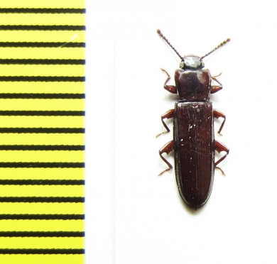 Tenebrionidae sp.  Peru - INSECTS-STORE.RU