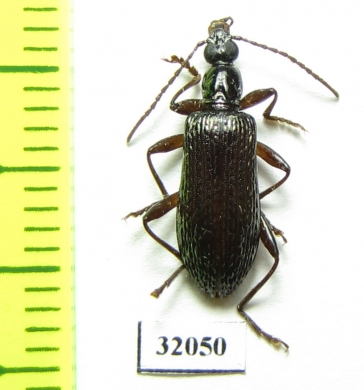 Tenebrionidae sp.  Peru - INSECTS-STORE.RU