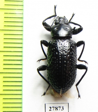 Tenebrionidae sp.  Peru - INSECTS-STORE.RU