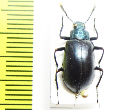 Tenebrionidae sp.  Peru - INSECTS-STORE.RU