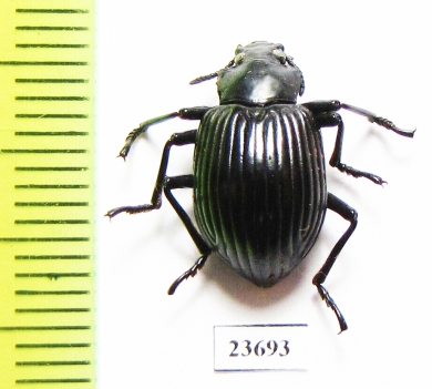 Tenebrionidae sp.  Peru - INSECTS-STORE.RU