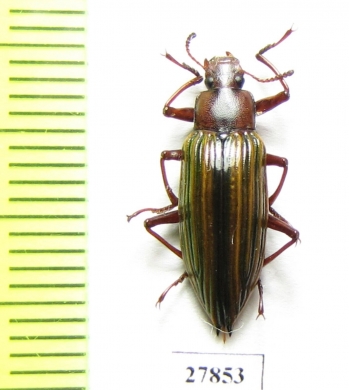 Tenebrionidae sp.  Peru - INSECTS-STORE.RU