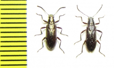 Tenebrionidae sp.  Peru - INSECTS-STORE.RU