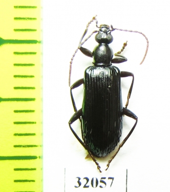 Tenebrionidae sp.  Peru - INSECTS-STORE.RU