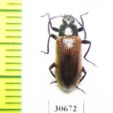 Tenebrionidae sp.  Peru - INSECTS-STORE.RU