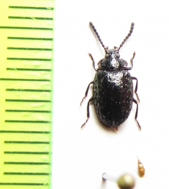 Tenebrionidae sp.  Peru - INSECTS-STORE.RU