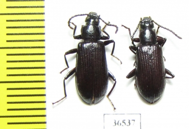 Tenebrionidae sp.  Peru - INSECTS-STORE.RU