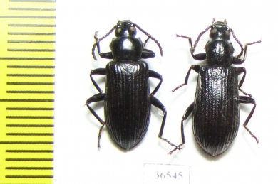 Tenebrionidae sp.  Peru - INSECTS-STORE.RU