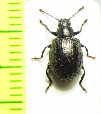 Tenebrionidae sp.  Peru - INSECTS-STORE.RU