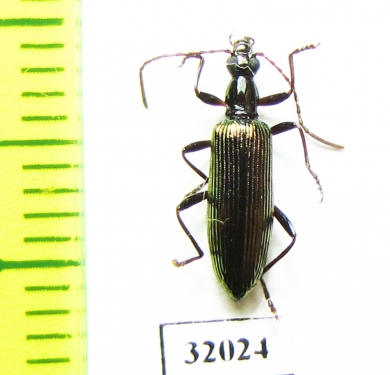 Tenebrionidae sp.  Peru - INSECTS-STORE.RU