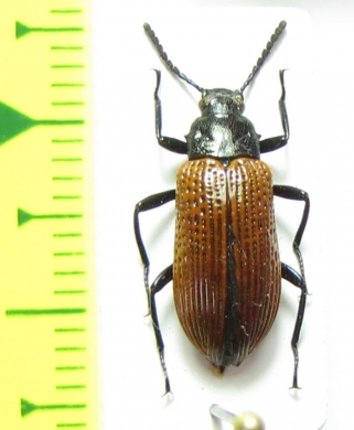 Tenebrionidae sp.  Peru - INSECTS-STORE.RU