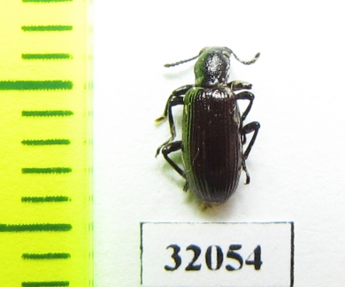 Tenebrionidae sp.  Peru - INSECTS-STORE.RU