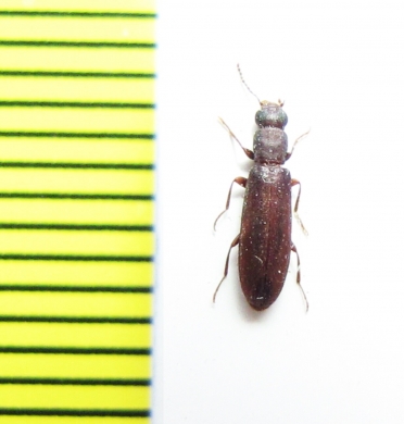 Tenebrionidae sp.  Peru - INSECTS-STORE.RU