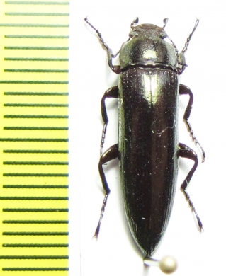 Acropteron sp.  Peru - INSECTS-STORE.RU