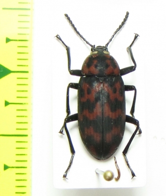 Cymatothes nebulosus  Peru - INSECTS-STORE.RU