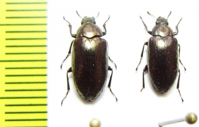 Epitragus sp.  Peru - INSECTS-STORE.RU