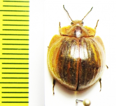 Nilio sp.  Peru - INSECTS-STORE.RU