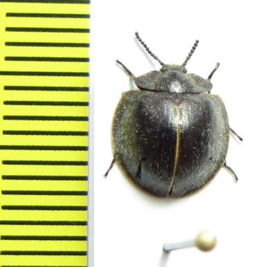 Nilio sp.  Peru - INSECTS-STORE.RU