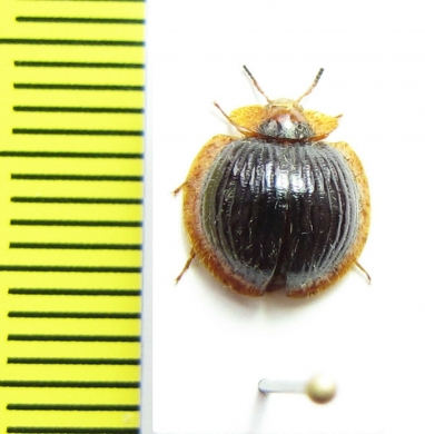 Nilio sp.  Peru - INSECTS-STORE.RU