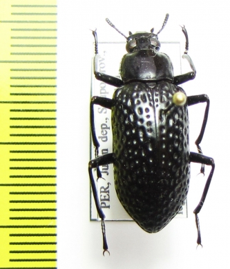 Nuptis cornuta  Peru - INSECTS-STORE.RU