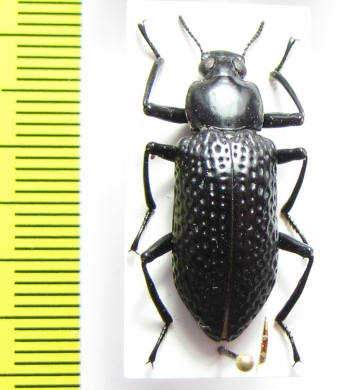 Nuptis cornuta  Peru - INSECTS-STORE.RU