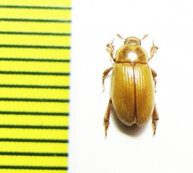 Phaleria gayi  Peru - INSECTS-STORE.RU