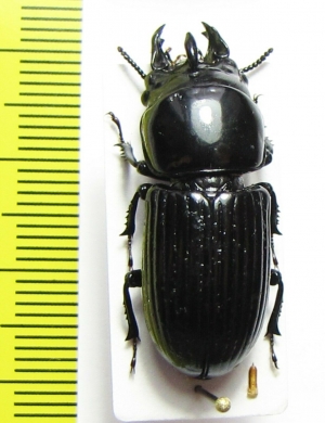 Phrenapates dux  Peru - INSECTS-STORE.RU