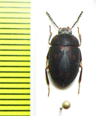 Platydema sp.  Peru - INSECTS-STORE.RU