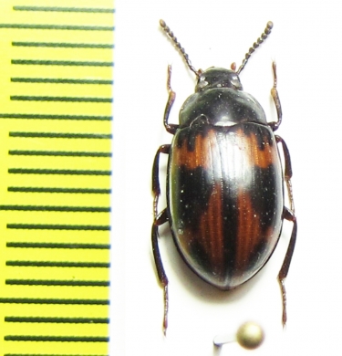 Platydema sp.  Peru - INSECTS-STORE.RU