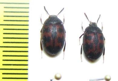 Platydema tibiale  Peru - INSECTS-STORE.RU